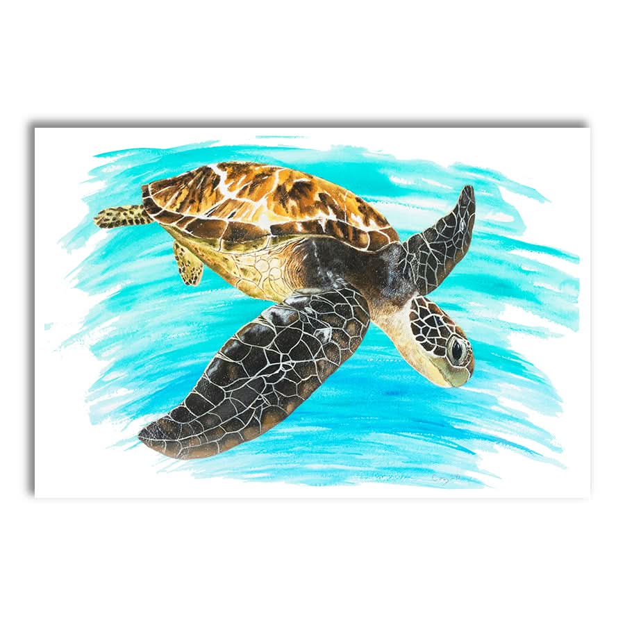Turtle 1 by Carol Perry