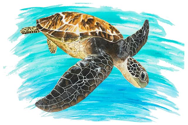 Turtle 1 by Carol Perry