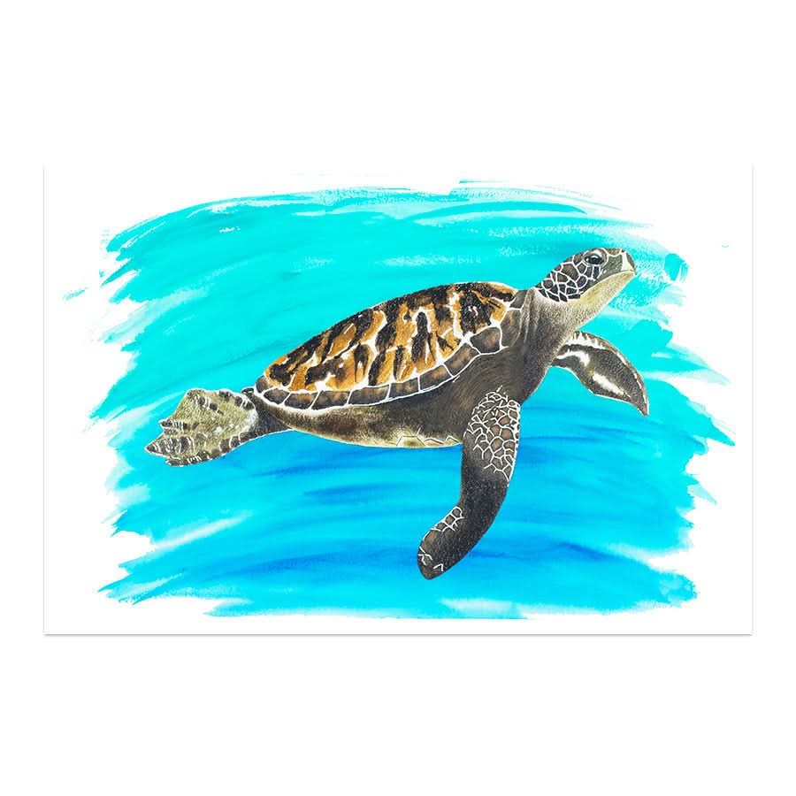 Turtle 2 by Carol Perry