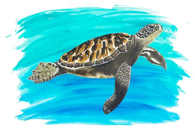 Turtle 2 by Carol Perry