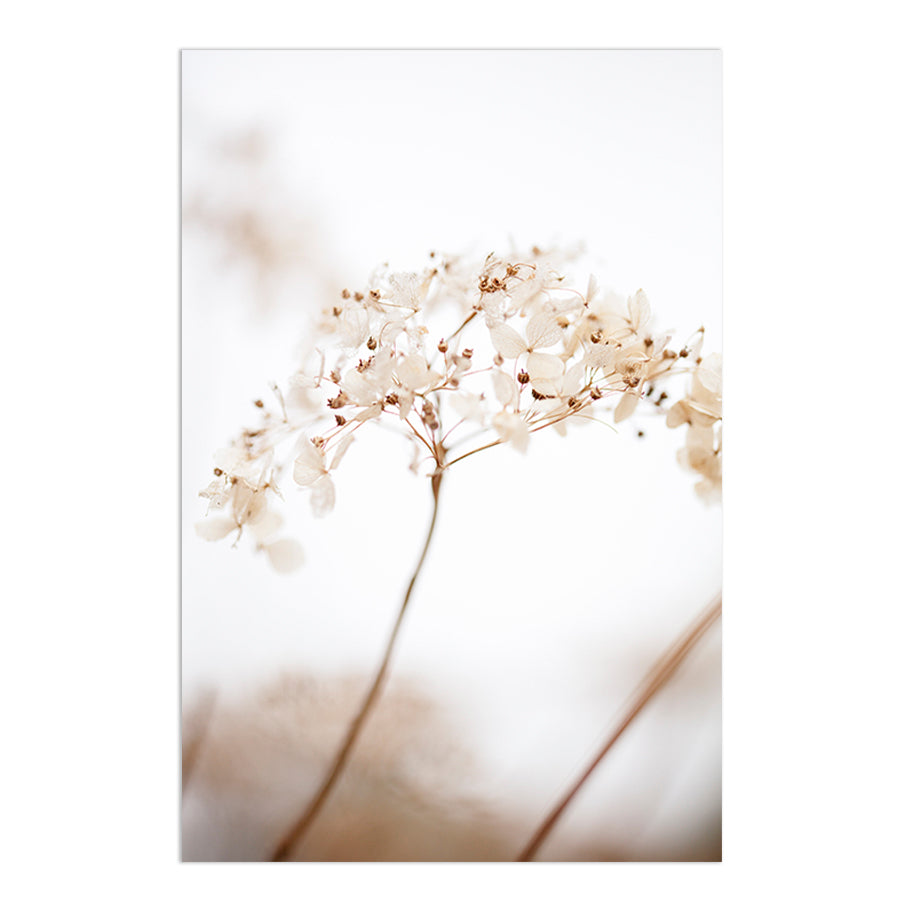 Soft Dried Flowers by Studio Scandi III