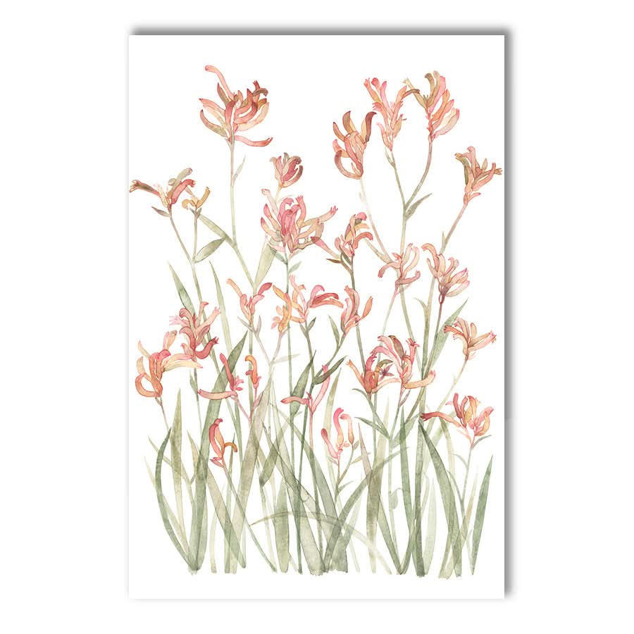 Kangaroo Paw Sunset by Natalie Ryan