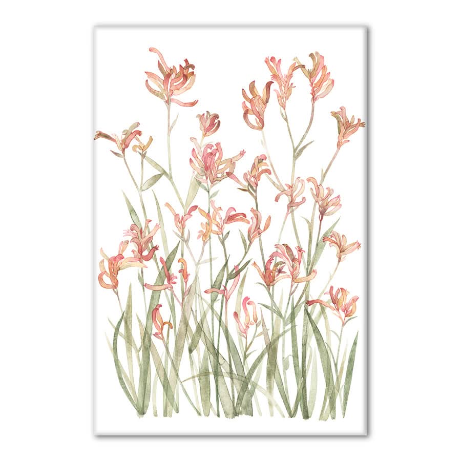 Kangaroo Paw Sunset by Natalie Ryan