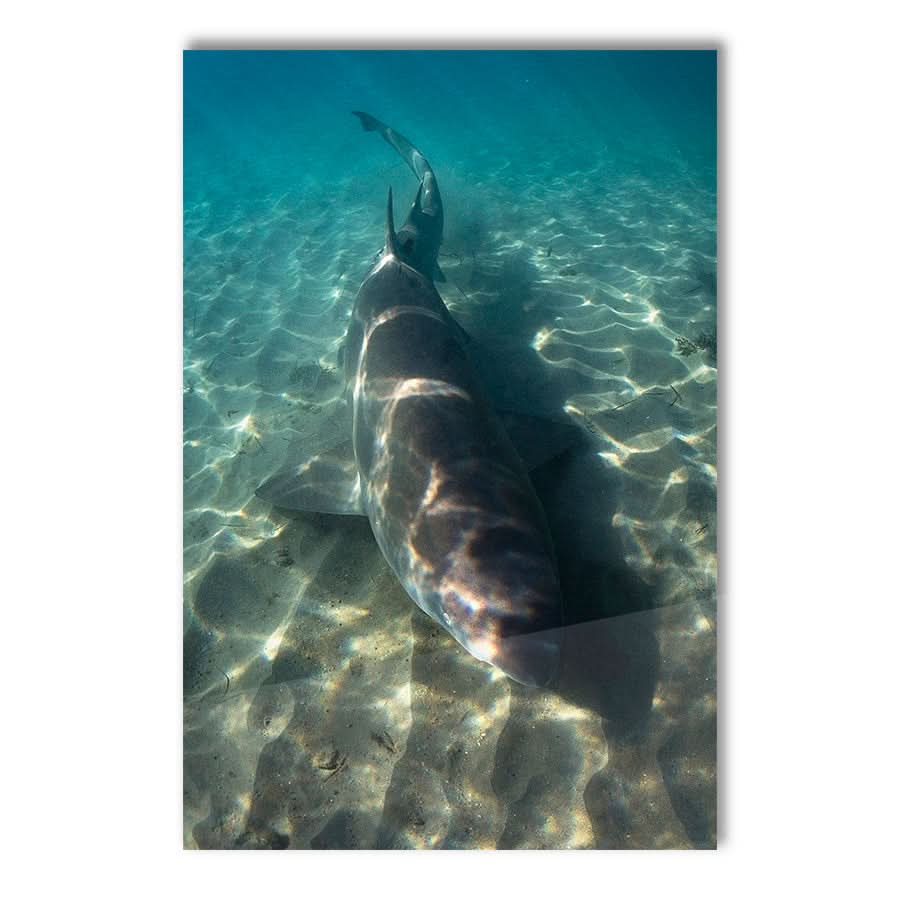 Close Encounter by Stuart McAndrew