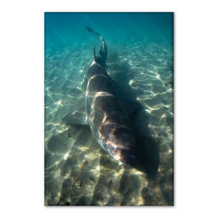 Close Encounter by Stuart McAndrew