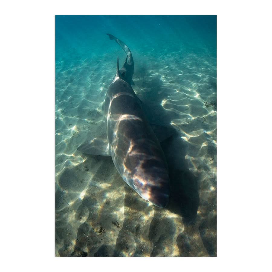 Close Encounter by Stuart McAndrew