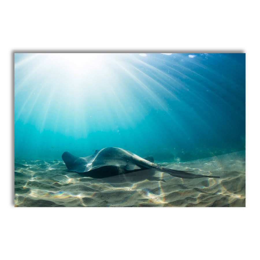 Cruising the Shallows by Stuart McAndrew
