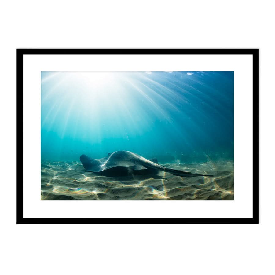 Cruising the Shallows by Stuart McAndrew