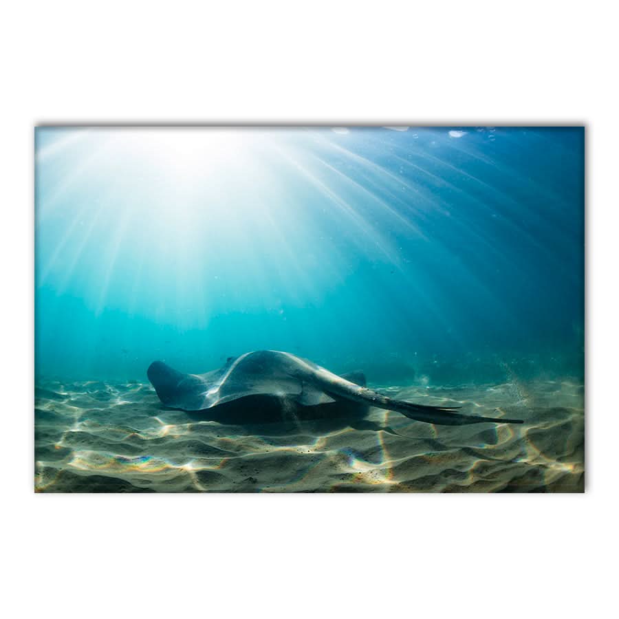 Cruising the Shallows by Stuart McAndrew