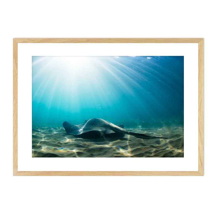 Cruising the Shallows by Stuart McAndrew