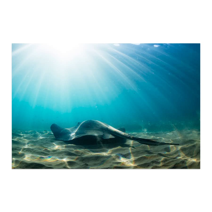Cruising the Shallows by Stuart McAndrew