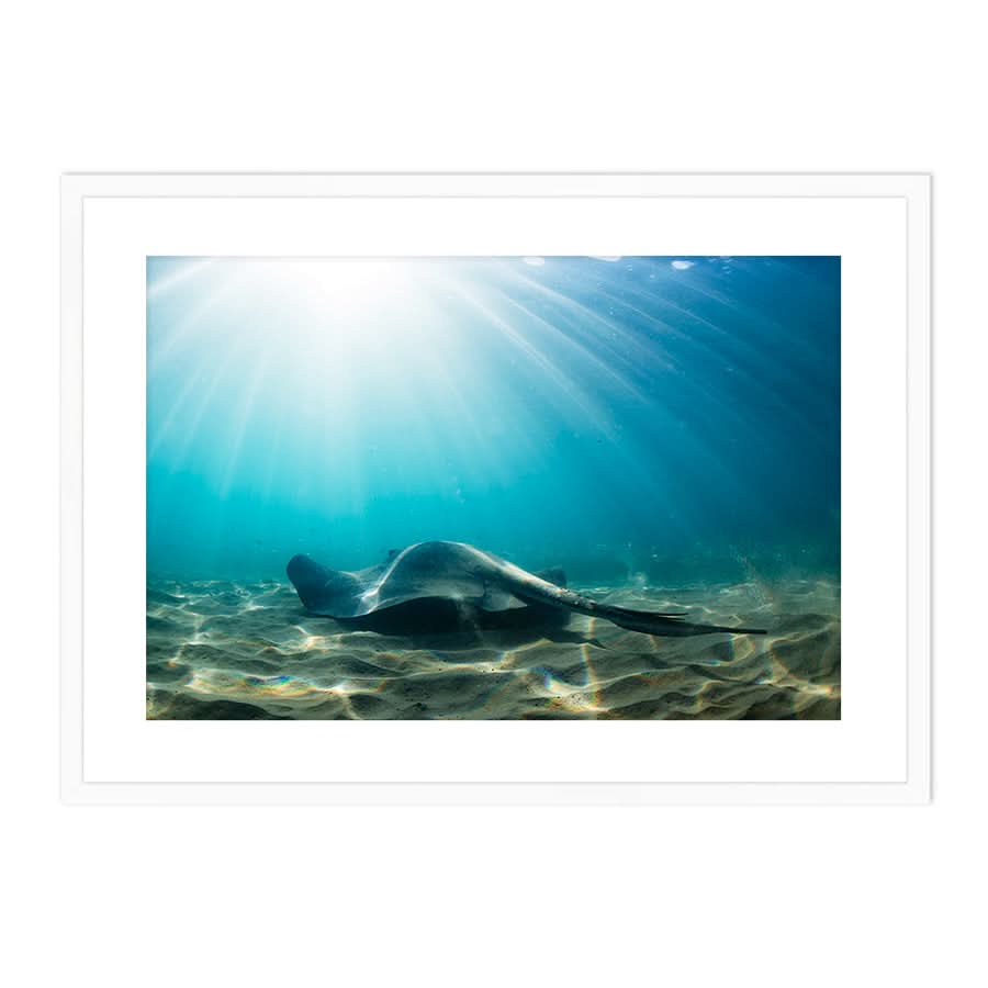 Cruising the Shallows by Stuart McAndrew