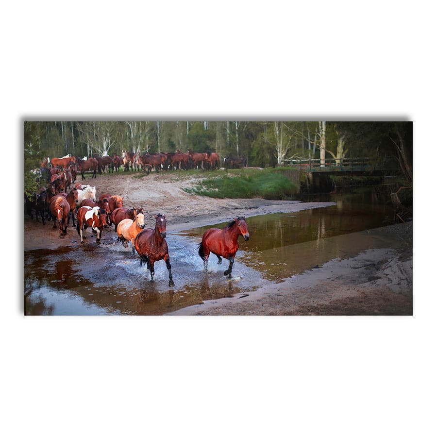 Glenworth Valley Horses by Steve Daggar