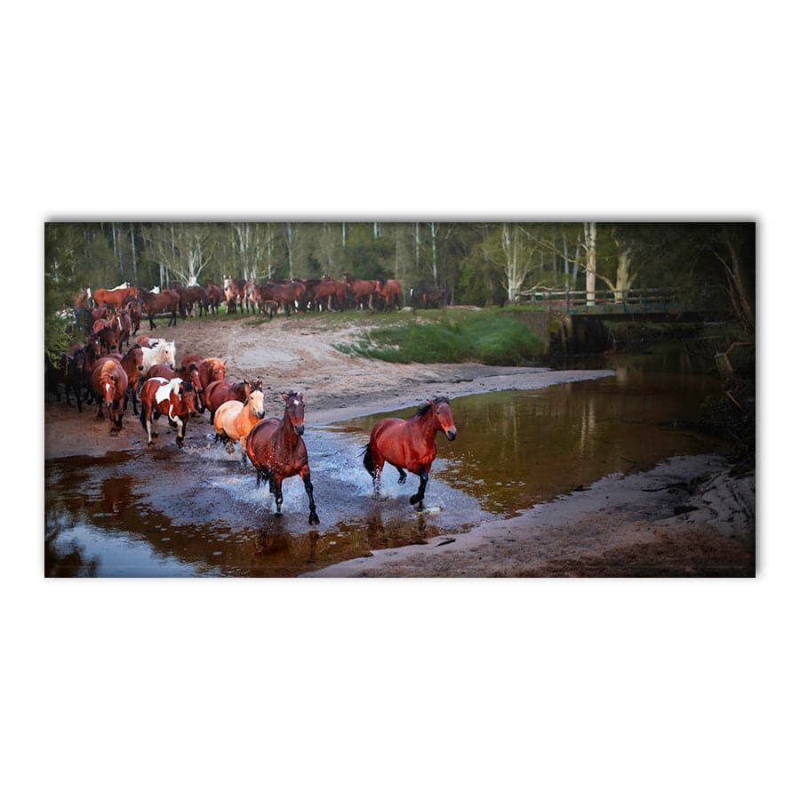 Glenworth Valley Horses by Steve Daggar