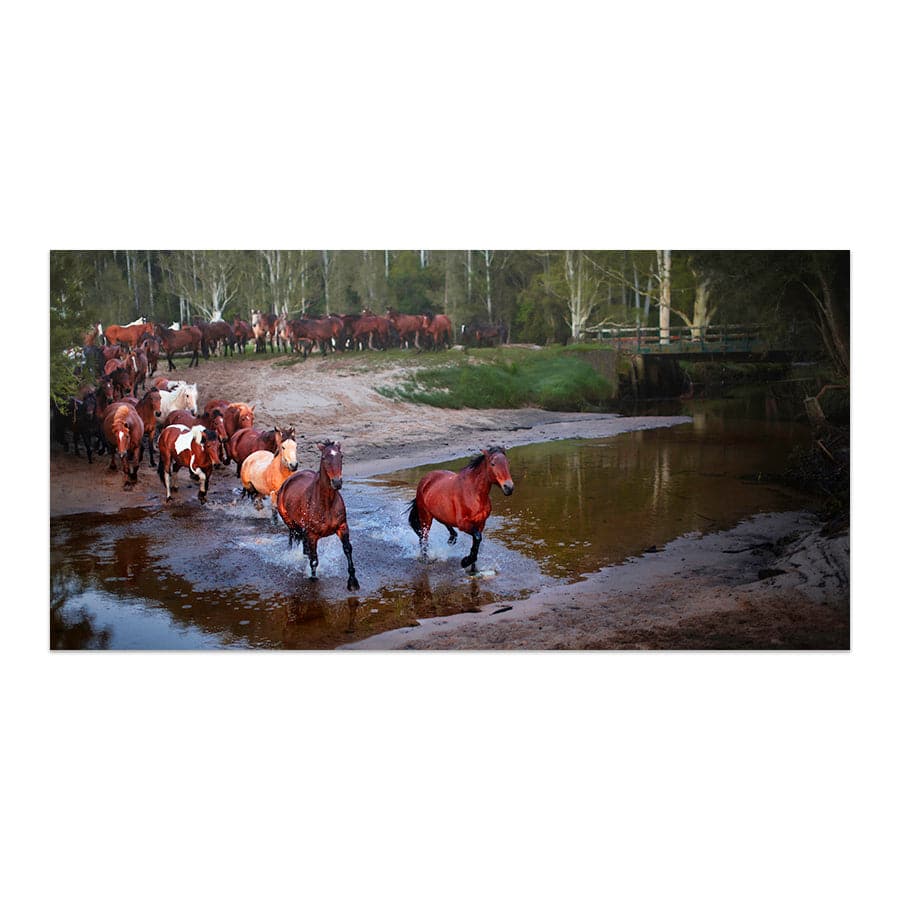 Glenworth Valley Horses by Steve Daggar
