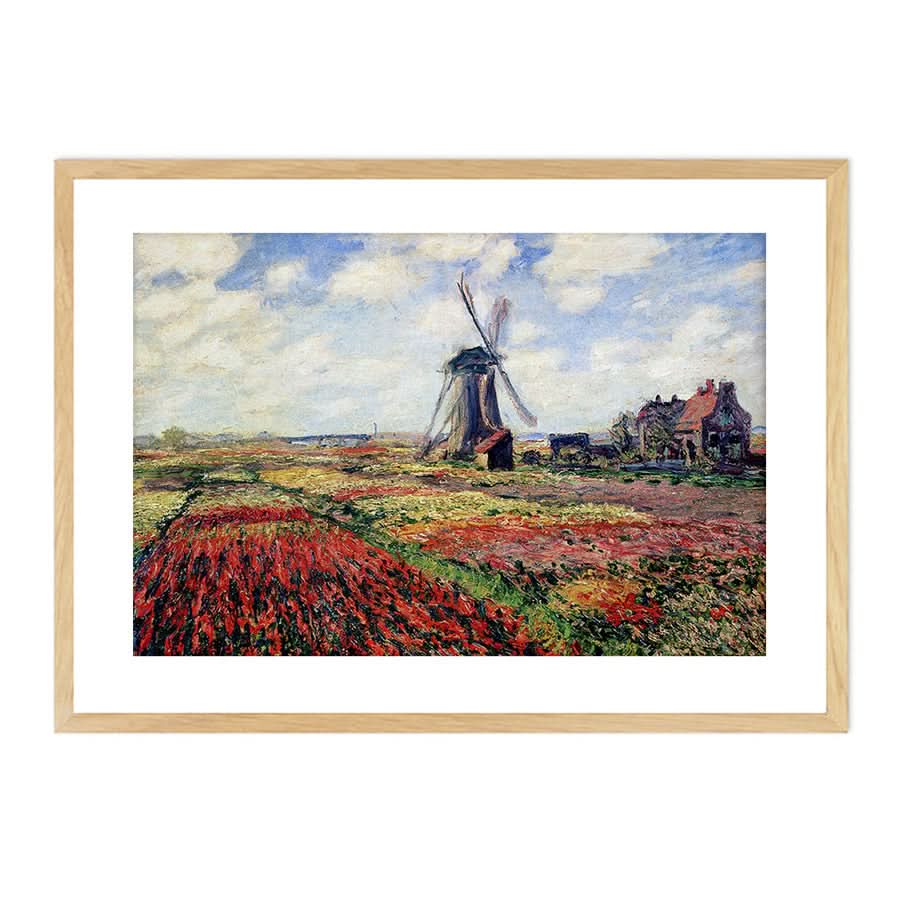 Tulip Fields with the Rijnsburg Windmill