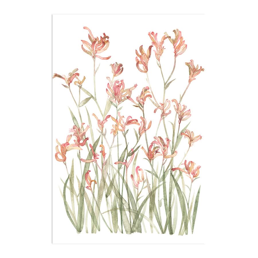 Kangaroo Paw Sunset by Natalie Ryan