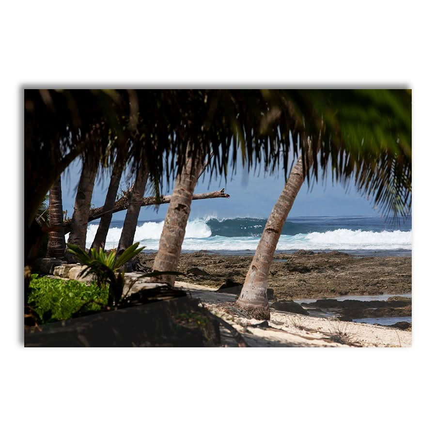 Palm Barrels by Stuart McAndrew