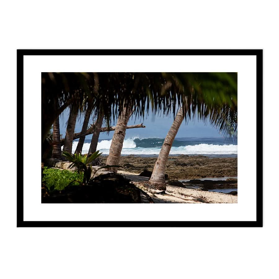 Palm Barrels by Stuart McAndrew