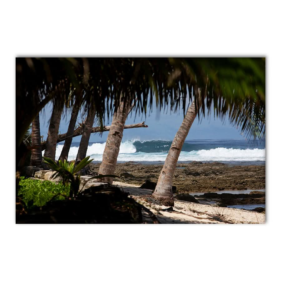 Palm Barrels by Stuart McAndrew