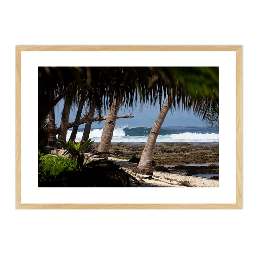 Palm Barrels by Stuart McAndrew