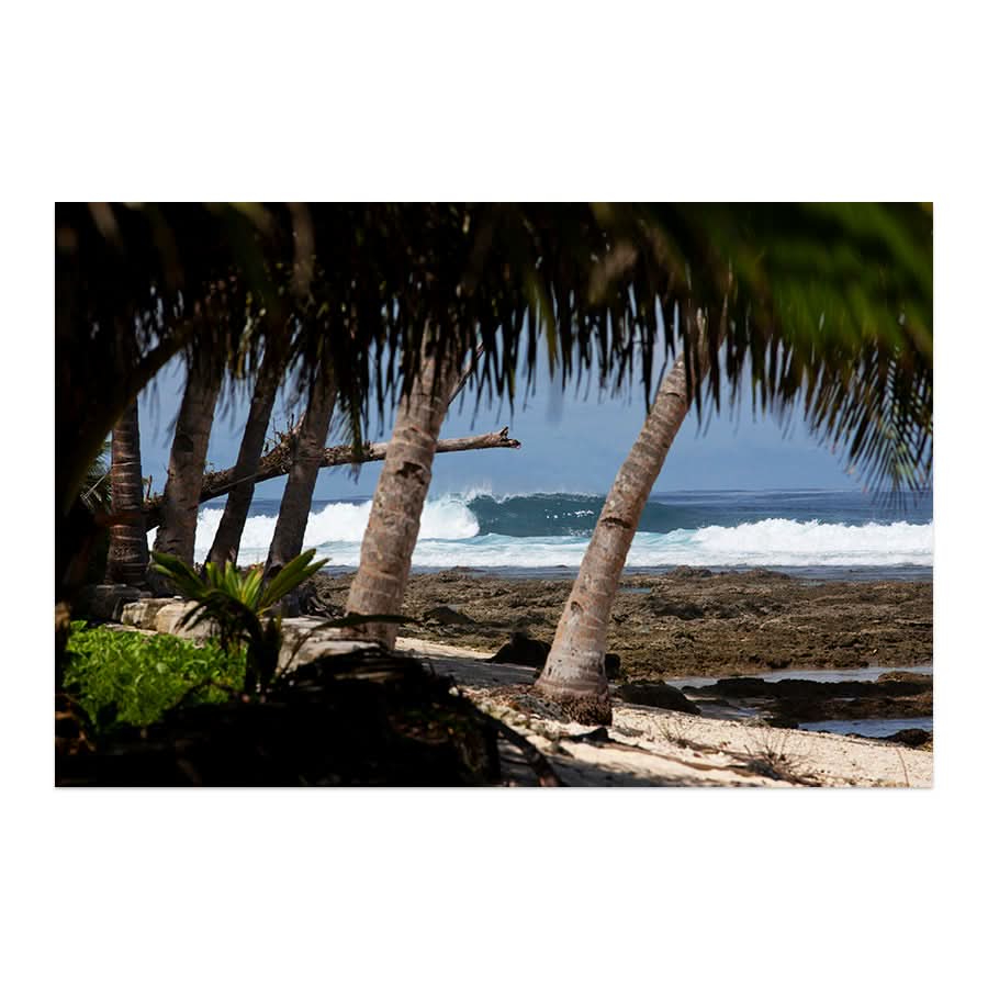 Palm Barrels by Stuart McAndrew