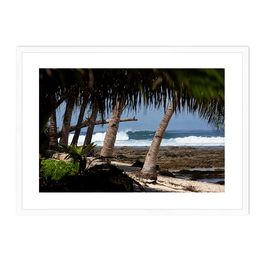 Palm Barrels by Stuart McAndrew
