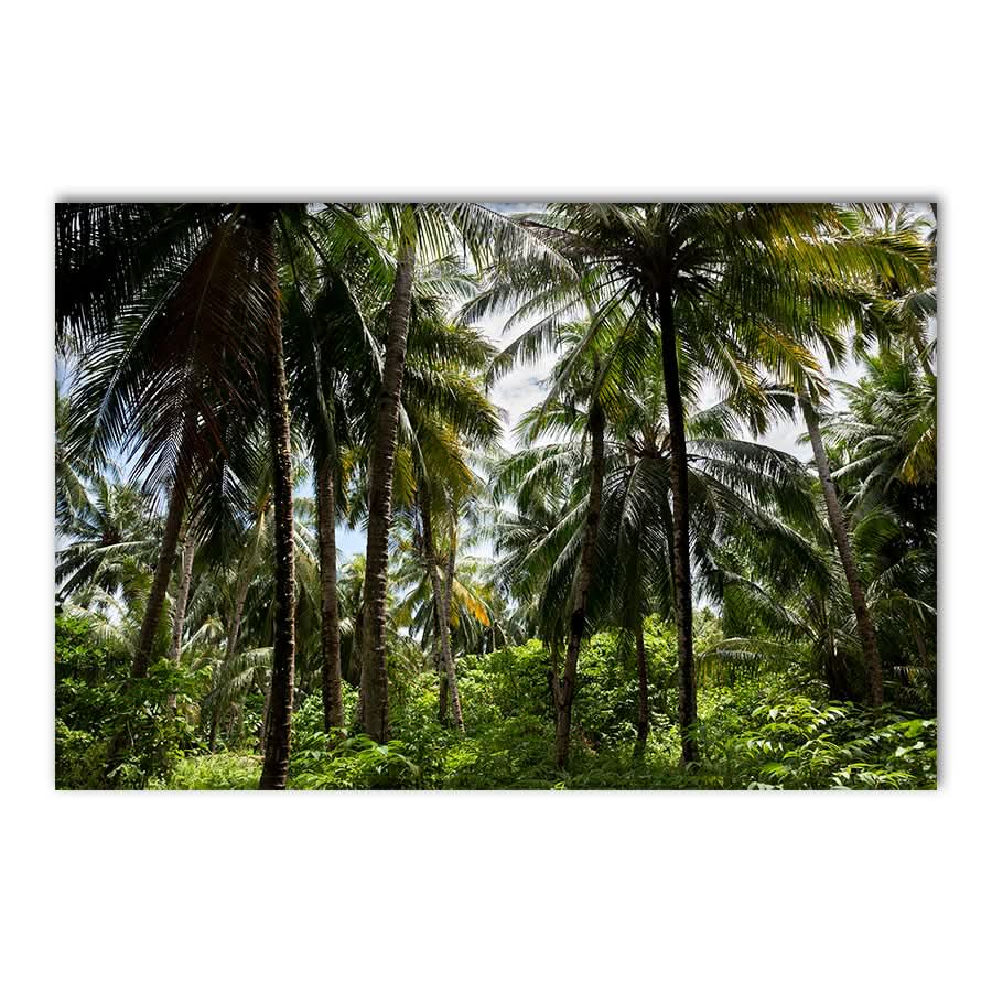 Palm Tree Paradise by Stuart McAndrew