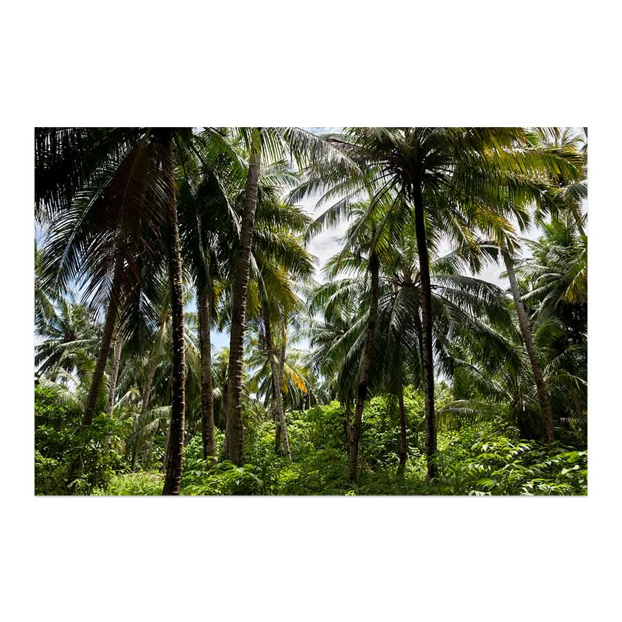 Palm Tree Paradise by Stuart McAndrew