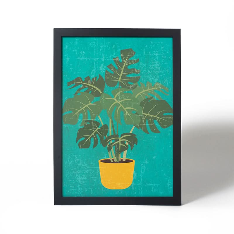 Swiss Cheese Plant by John Downer (Canvas Print with Black Box Frame)