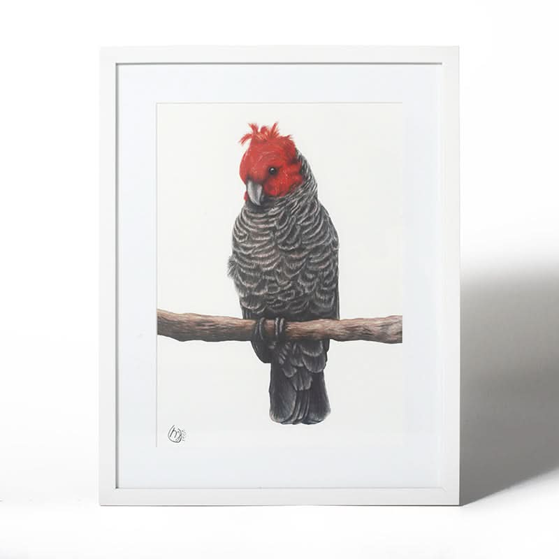 Gang Gang Cockatoo by Mollie Lennon (Fine Art Print with White Frame)