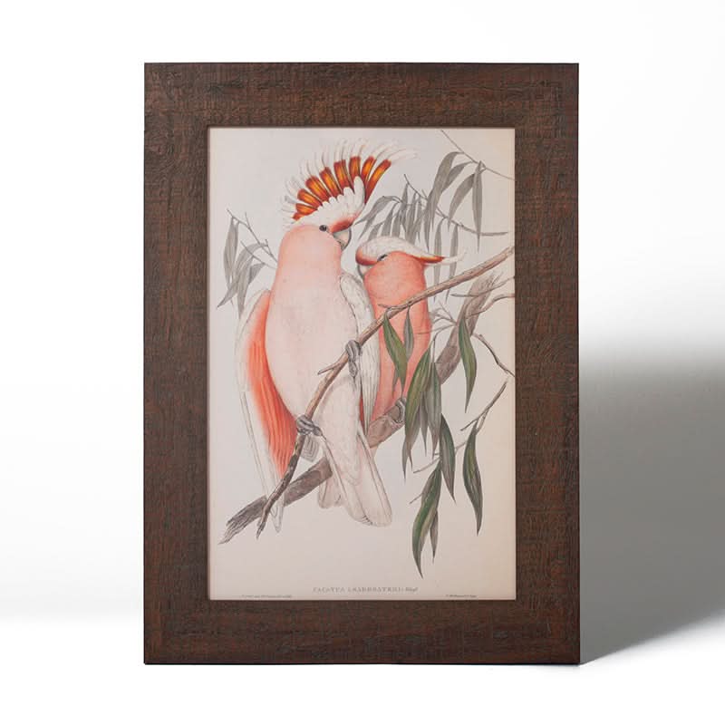 Major Mitchell Cockatoo by John Gould (Canvas Print with Brown Frame)