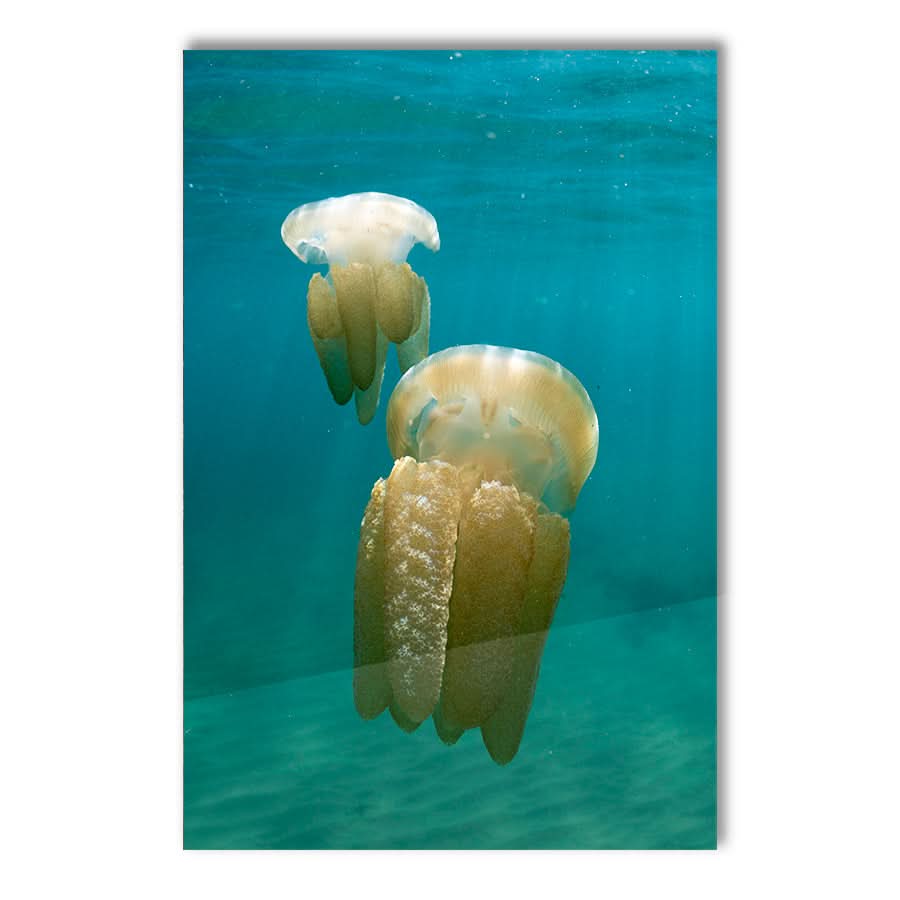 Stinger Swim by Stuart McAndrew