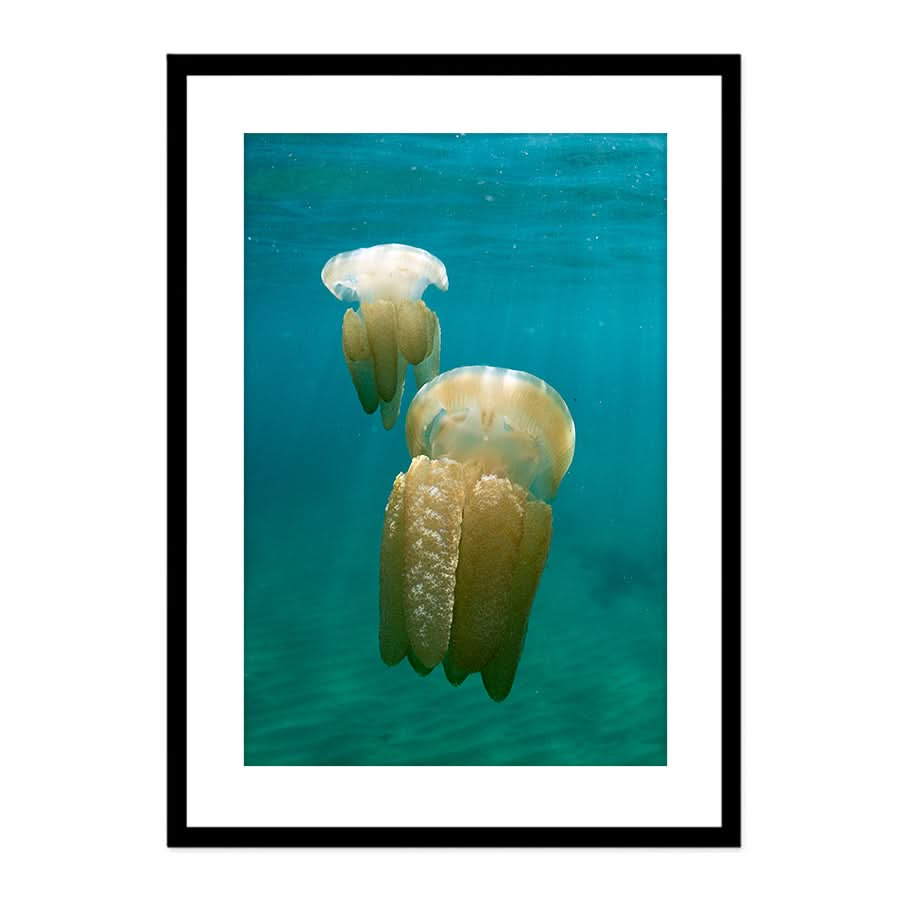 Stinger Swim by Stuart McAndrew
