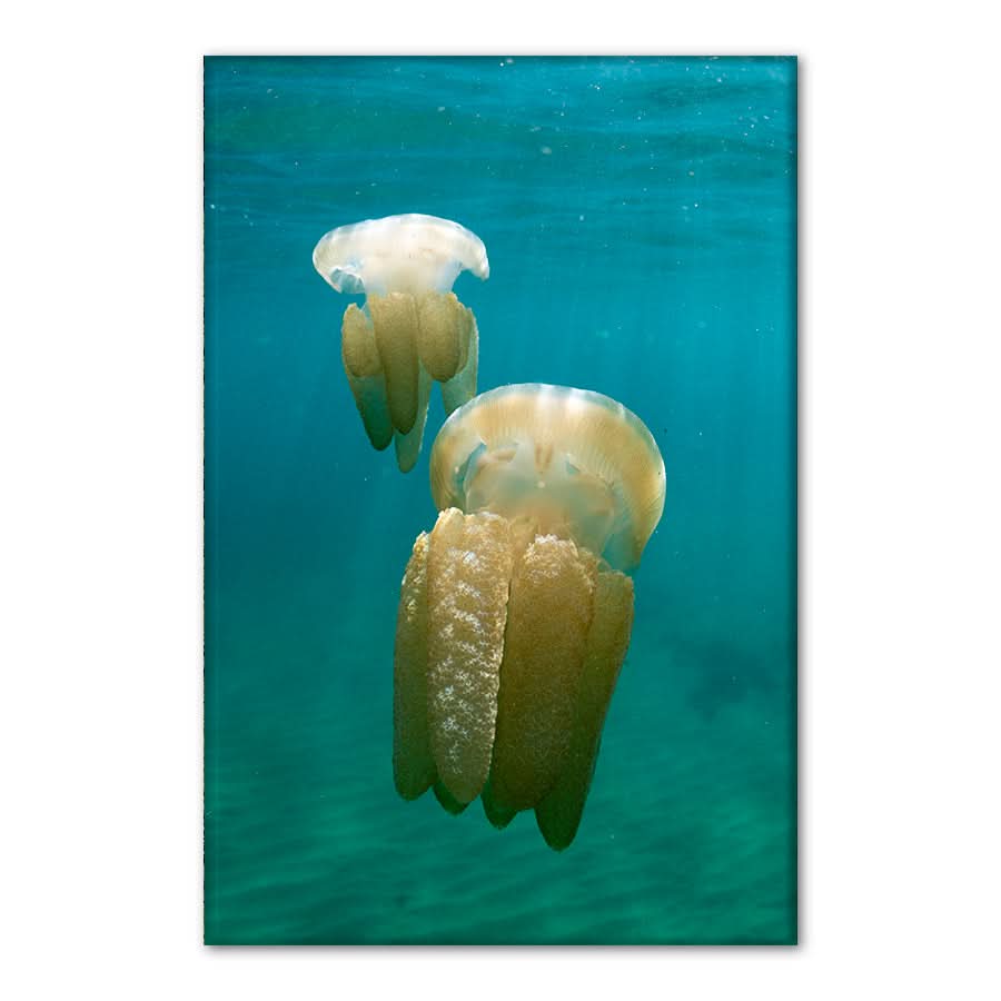 Stinger Swim by Stuart McAndrew