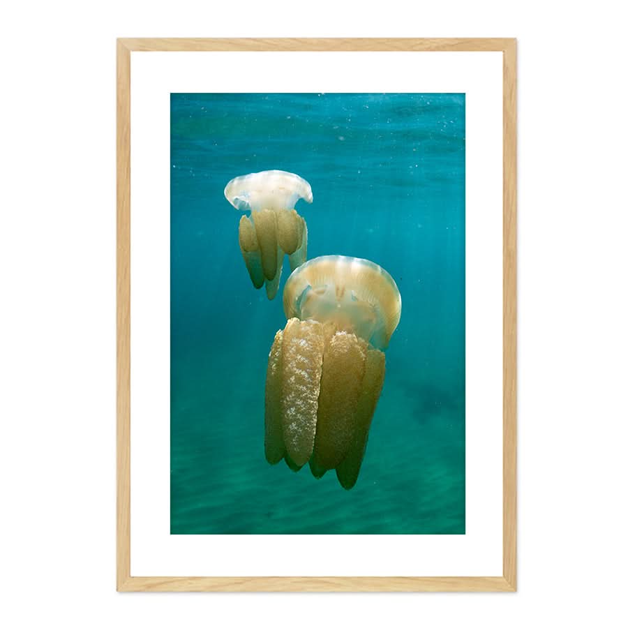 Stinger Swim by Stuart McAndrew
