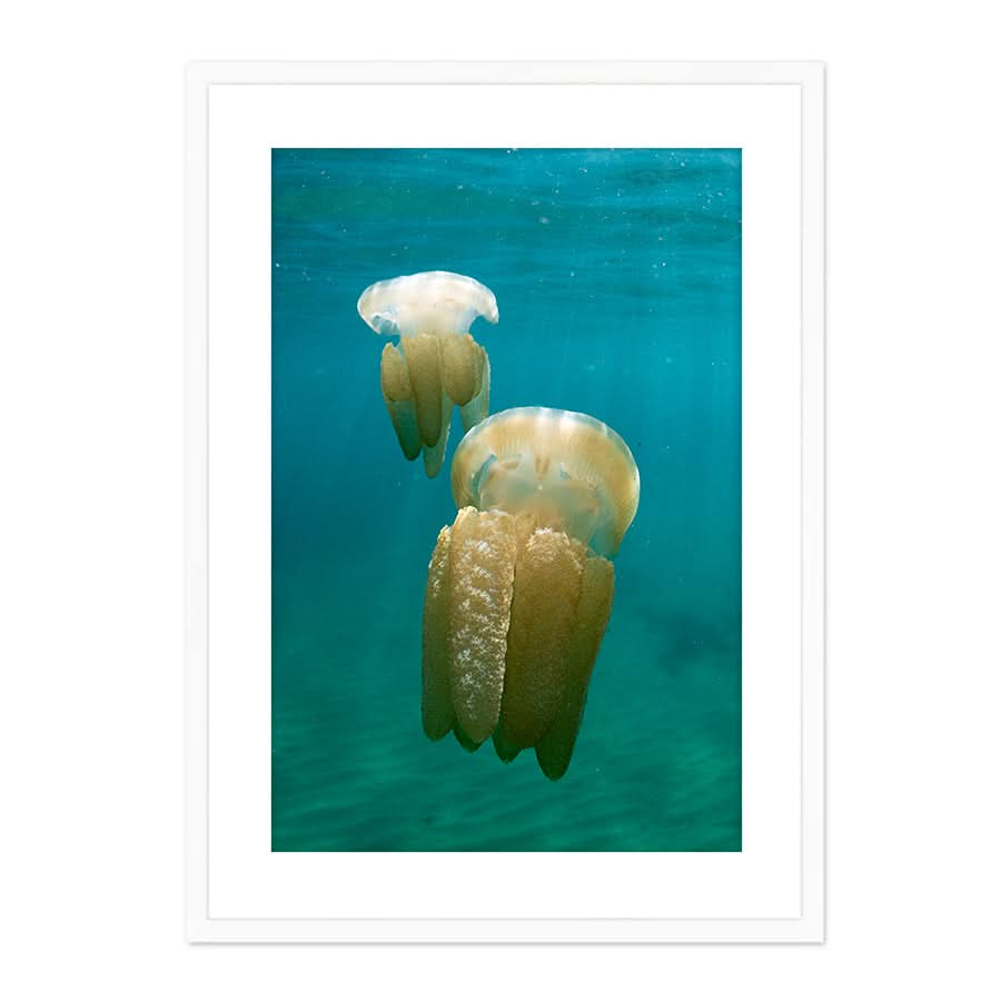 Stinger Swim by Stuart McAndrew