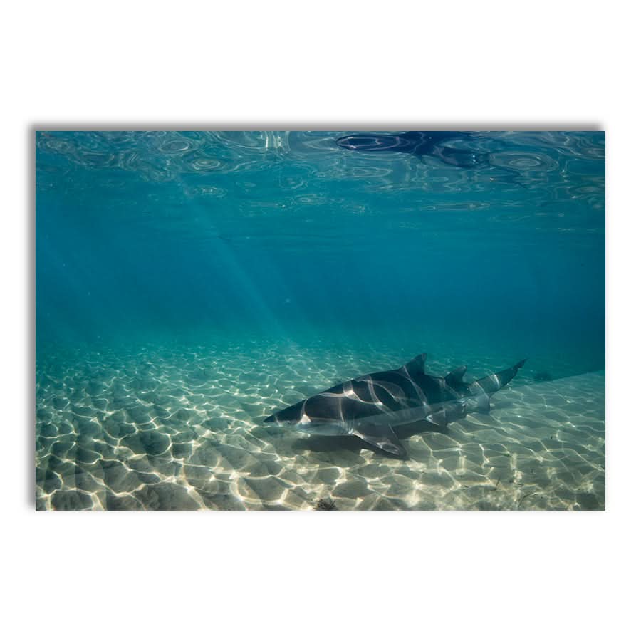 Underwater Rays by Stuart McAndrew