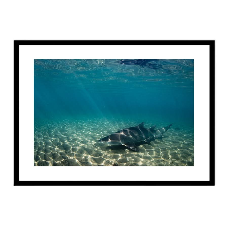 Underwater Rays by Stuart McAndrew