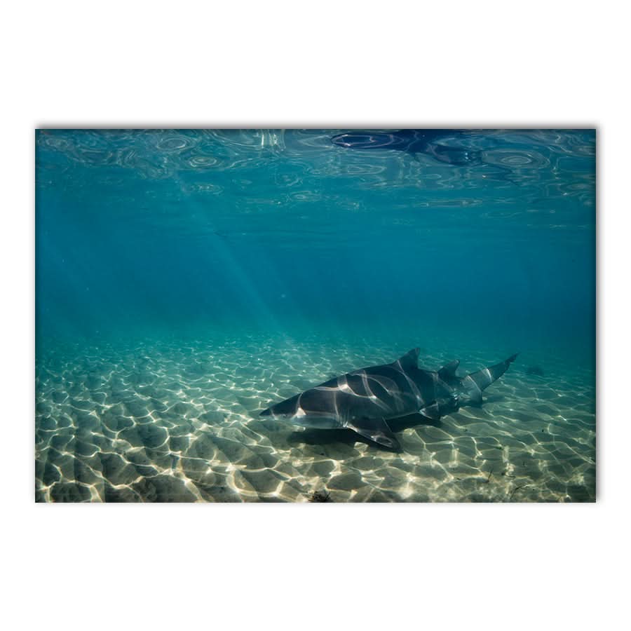 Underwater Rays by Stuart McAndrew
