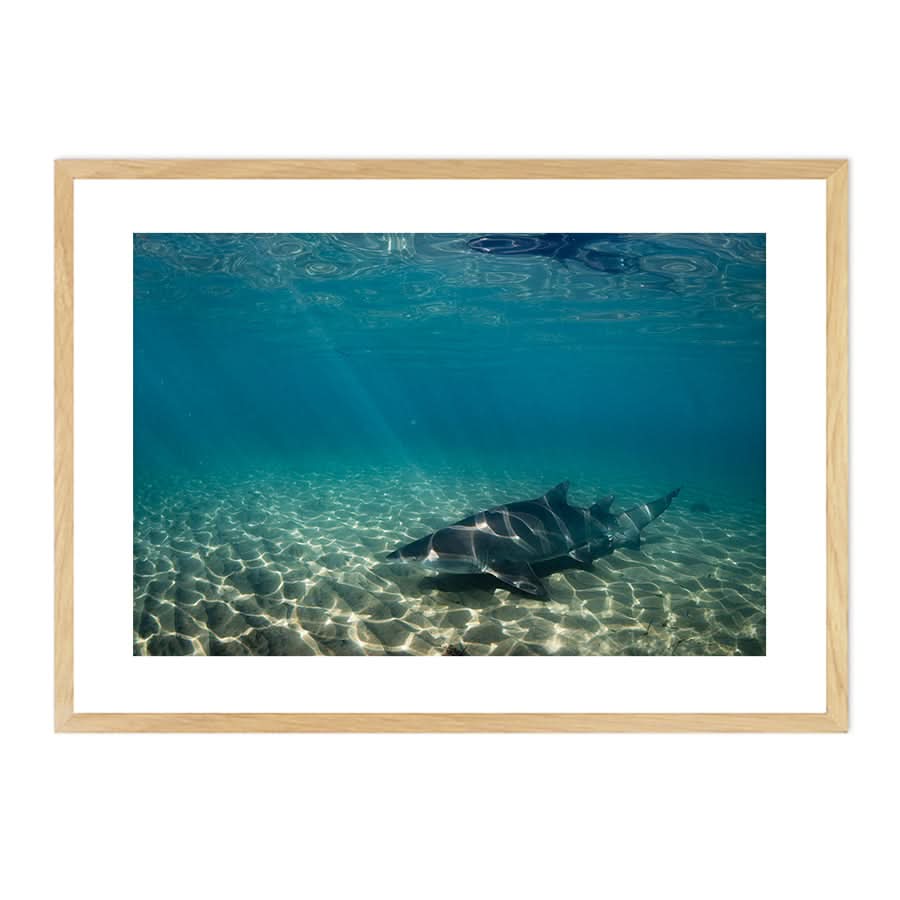 Underwater Rays by Stuart McAndrew