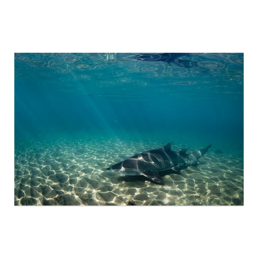 Underwater Rays by Stuart McAndrew