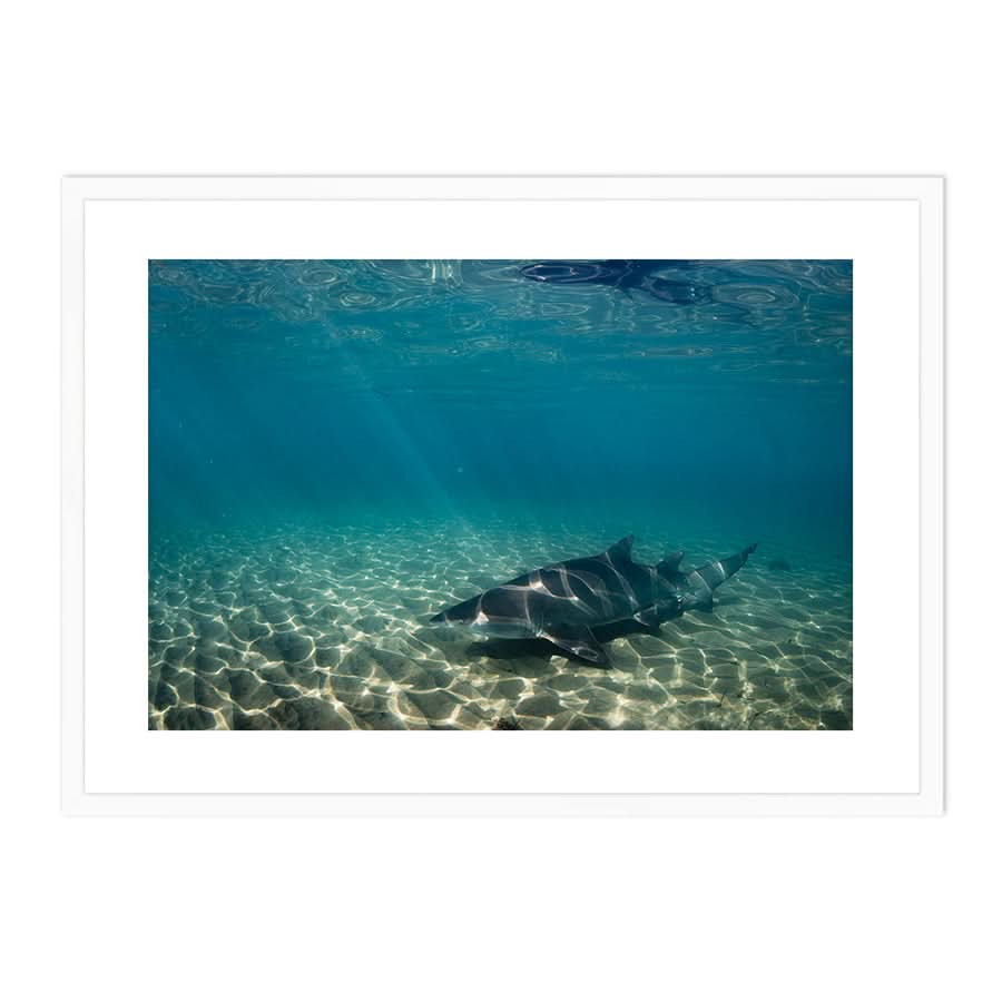 Underwater Rays by Stuart McAndrew