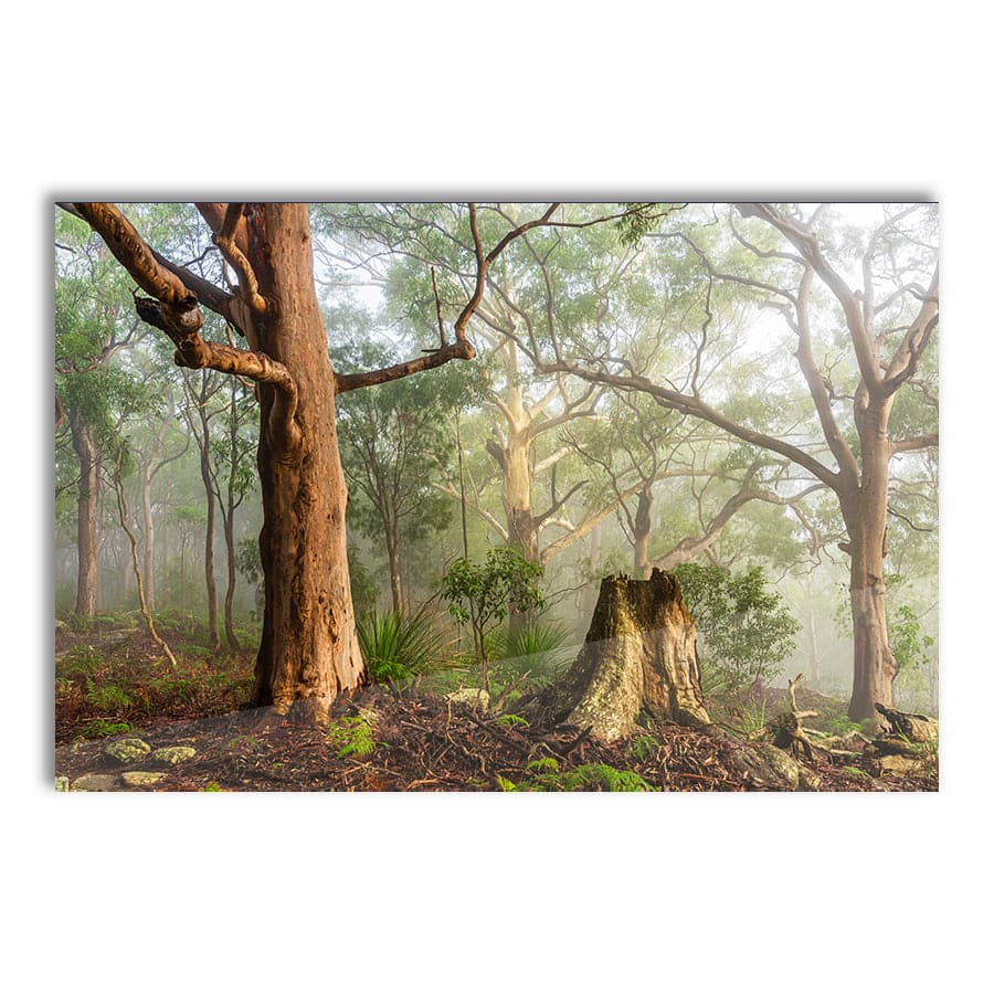 Kincumber Mountain 1 by Jason O'Brien