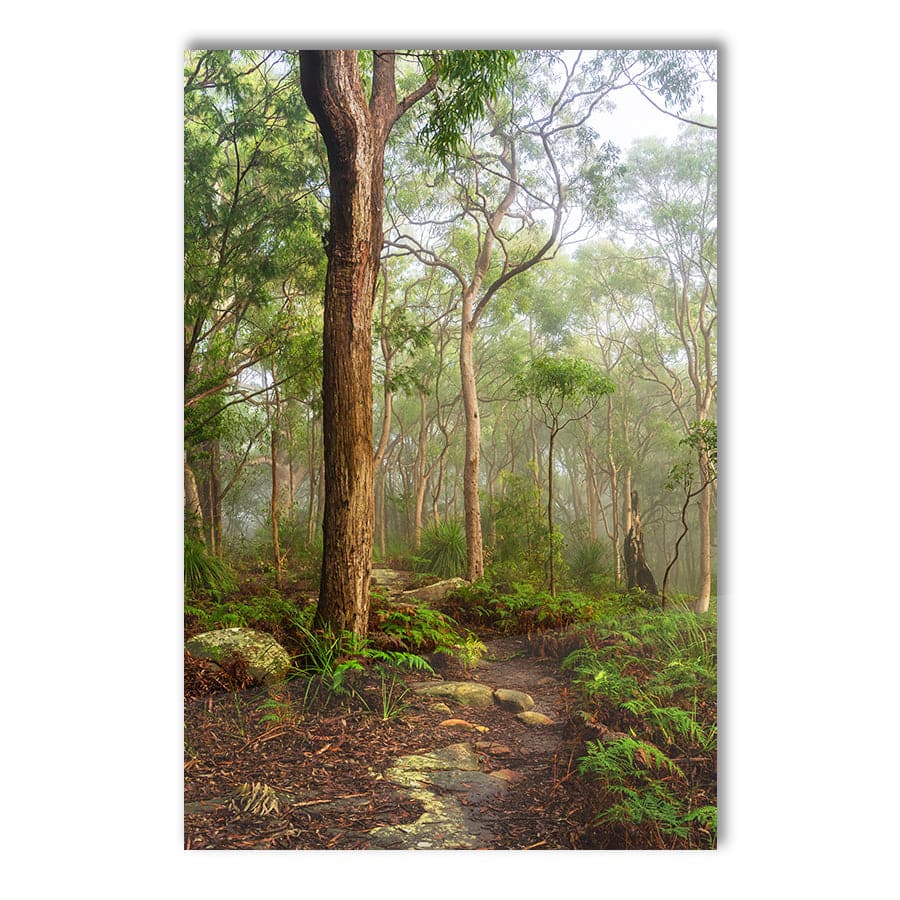 Kincumber Mountain 2 by Jason O'Brien
