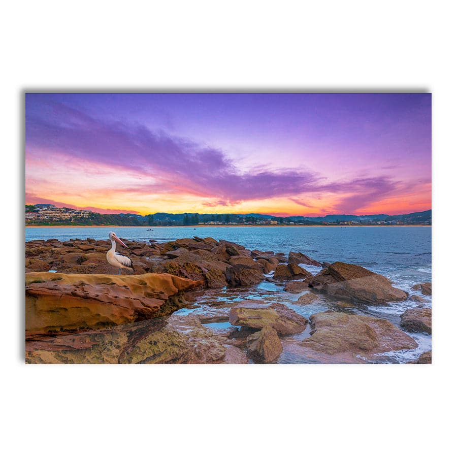 Terrigal Pelican by Ramin Far Azin
