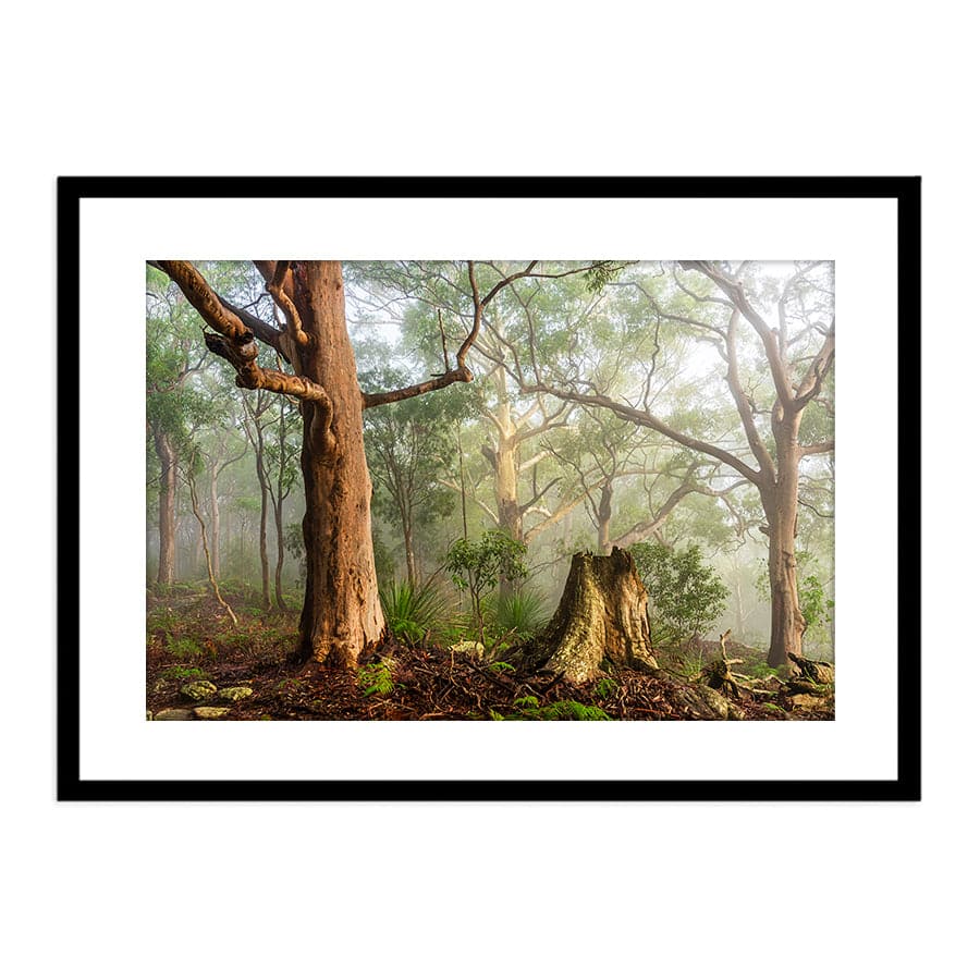Kincumber Mountain 1 by Jason O'Brien