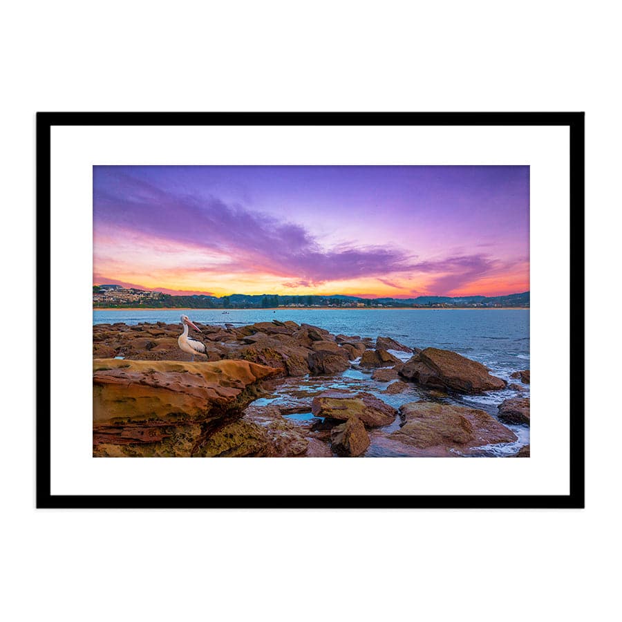 Terrigal Pelican by Ramin Far Azin
