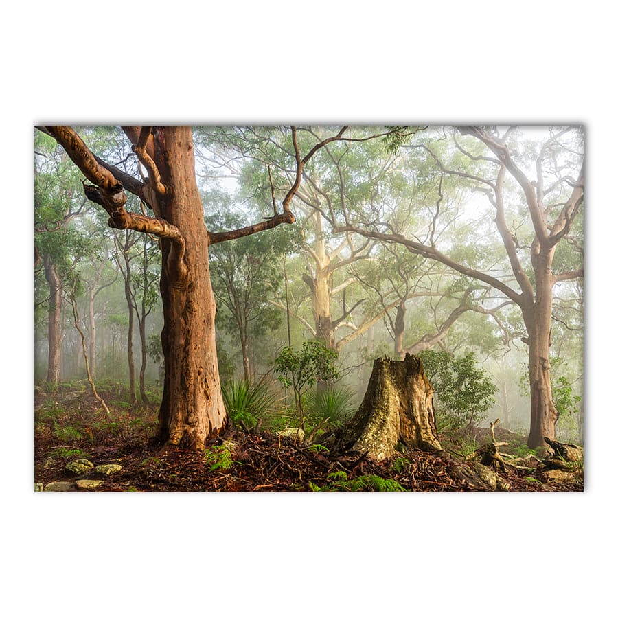 Kincumber Mountain 1 by Jason O'Brien