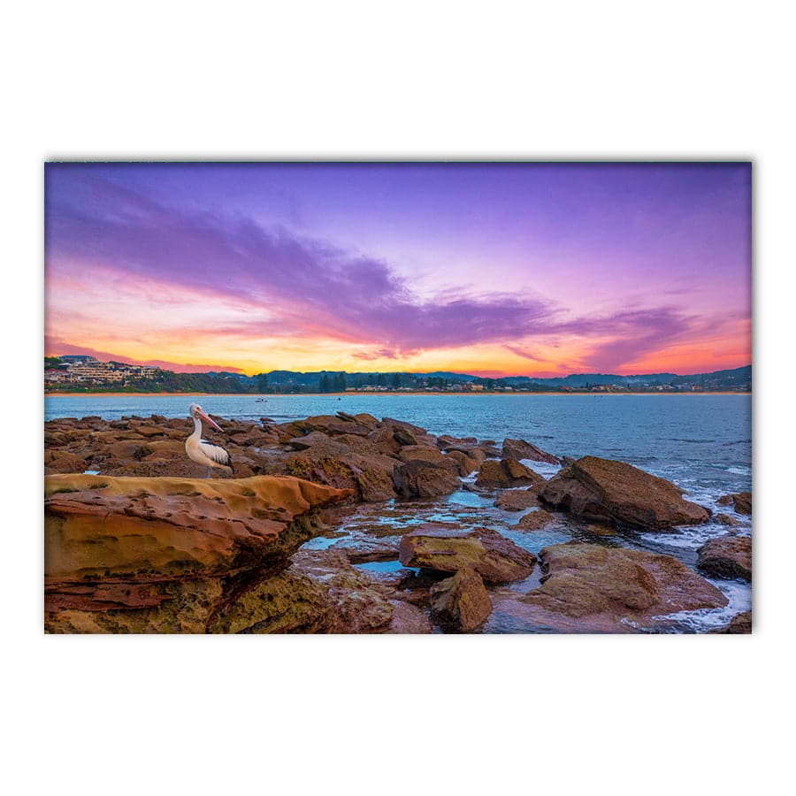 Terrigal Pelican by Ramin Far Azin